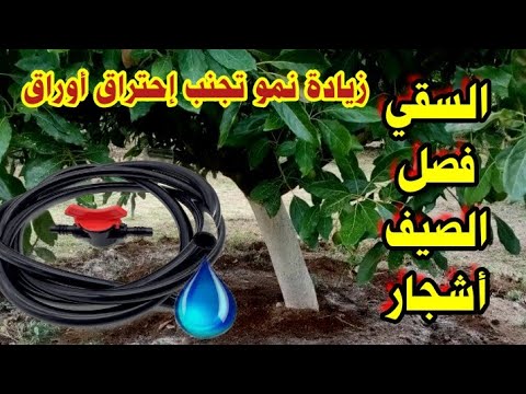 سقي أشجار الأفوكادو أشجار المثمرة خلال فصل الصيف زيادة نمو تجنب إحتراق أوراق