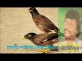 Jora Salik Dekha Valo Sokale Bikale | জোড়া শালিক দেখা ভালো | Song By Parikshit Bala Mp3 Song