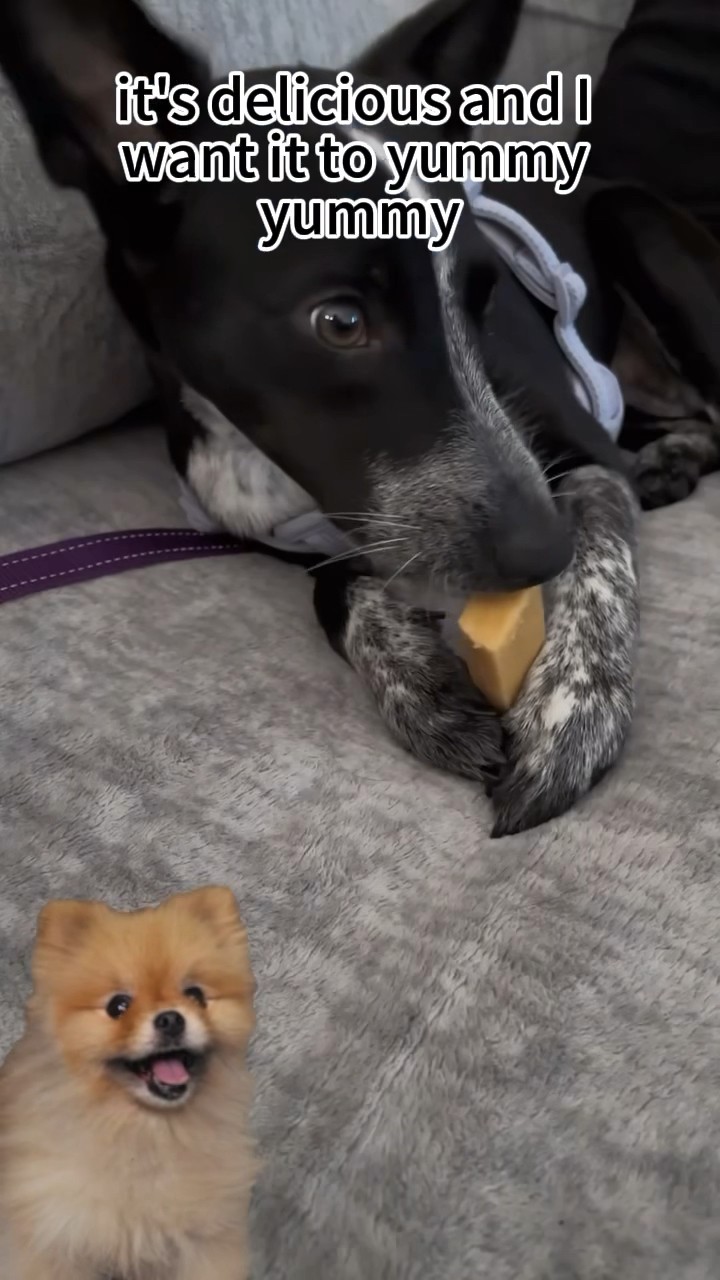 Mom!| want to eat this, please give it to me! #dog#petfood#dogmom#puppydog #puppylove #doglover