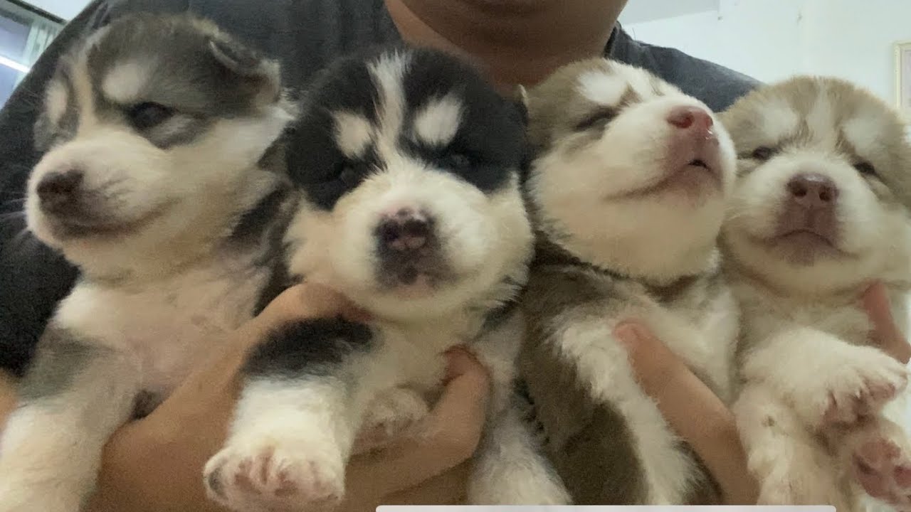 Cute Husky Puppies 3 weeks old - កូនឆ្កែ ហាស្គីអាយុ ៣អាទិត្យ