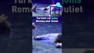 Turkish cat steals the show at Romeo and Juliet play