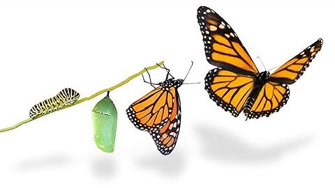 Concurrent Transformative Design in Mixed Methods Research