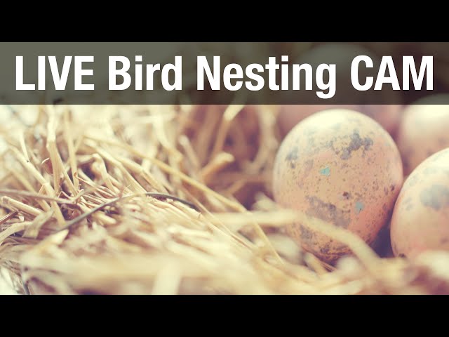 LIVE Bird Nest Box "Betty & Barney" (Stock Dove  - Columba oenas)