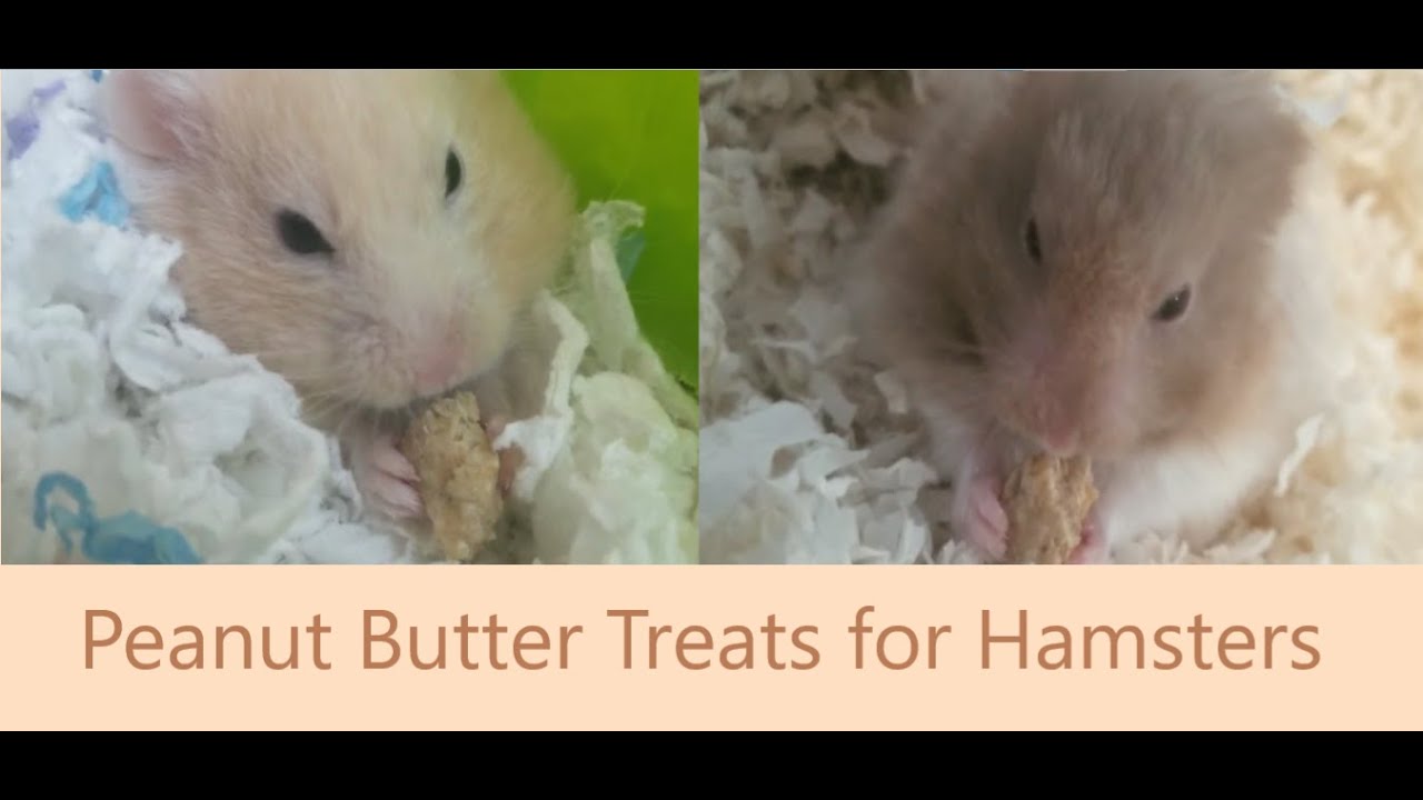 DIY Peanut Butter Treats for Hamsters YouTube