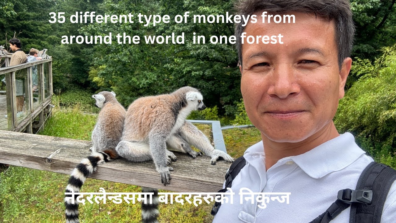 Apenheul  Monkey land || नेदरलैन्डसमा बादरहरुको निकुन्ज