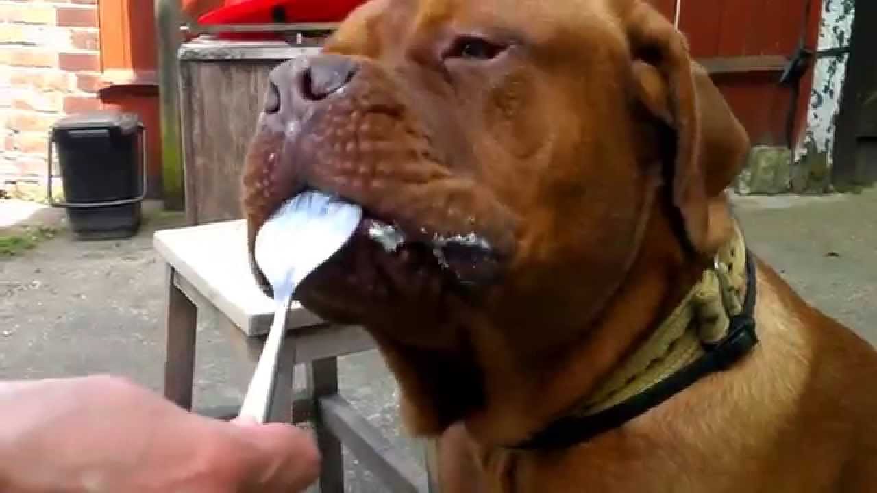 Fact Dogs Love Cottage Cheese Youtube