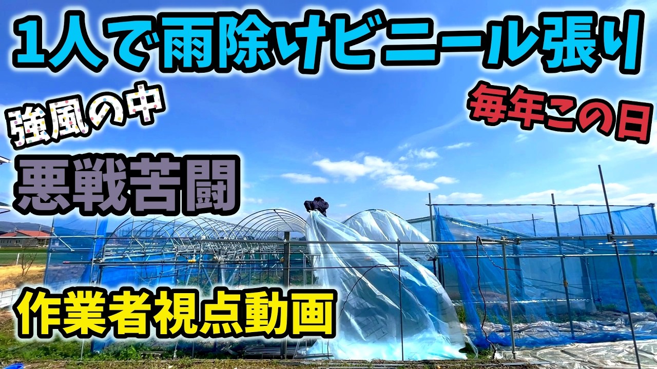 【ぶどう🍇】挑戦的作業動画。強風の中一人で雨除けビニール被覆【186回目】佐賀県吉野ヶ里町で果樹栽培日誌＃ぶどう栽培#シャインマスカット＃ブルーベリー栽培