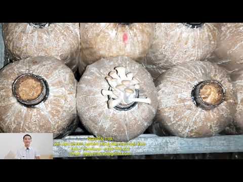 Video: Công nghệ thu hoạch ủ chua hiện đại