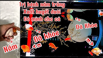 Hướng Dẫn Trị Bệnh Xuất Huyết Đuôi + Nấm Cho Cá Koi - Ranchu - Chép Sư Tử Cực Kỳ Hiệu Quả .