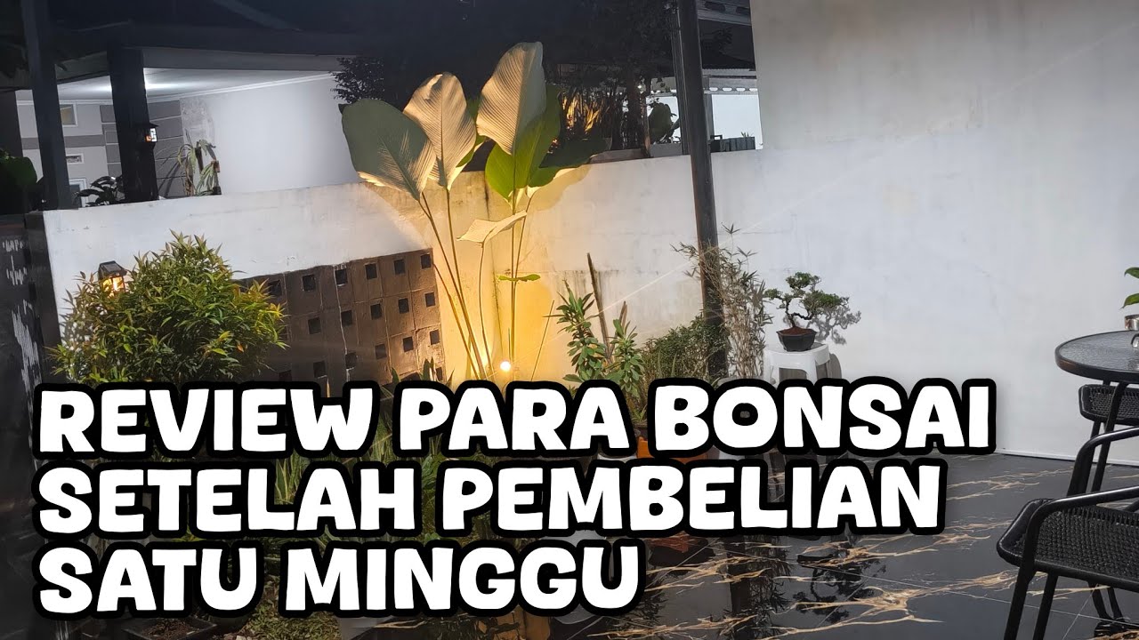 REVIEW PARA BONSAI SETELAH SATU MINGU PEMBELIAN