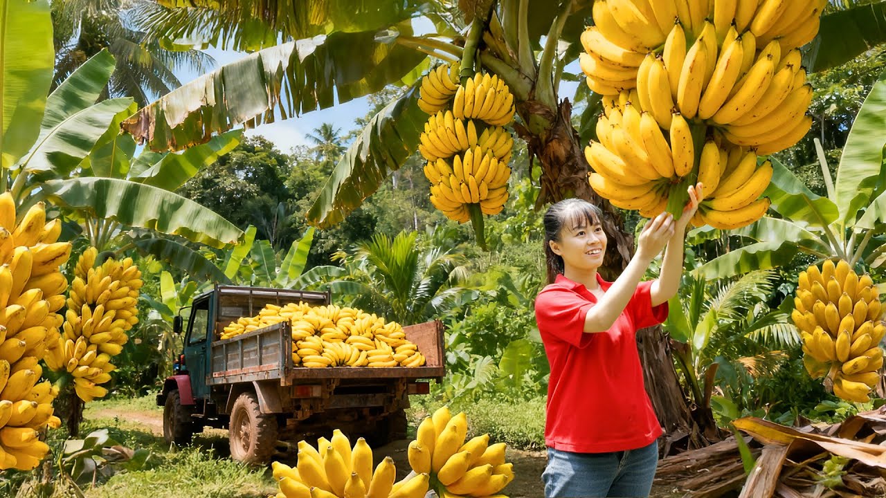 TIMELAPSE -- Harvest Giant Banana, Use-3 Wheeled Truck Transport Many Banana - Goes to Market Sell