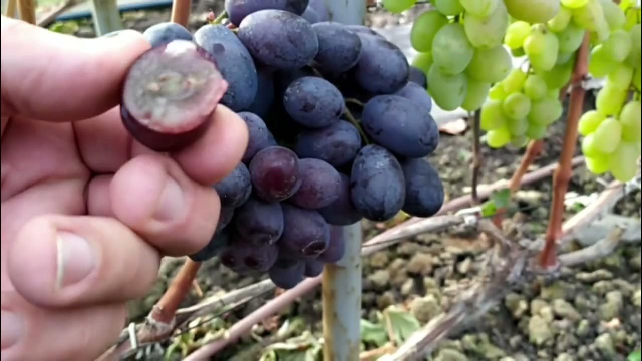 Виноград Спонсор в Беларуси (02.10.21) - YouTube