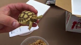 Baby Sulcata Tortoise Unboxing From TortoiseSupply.com