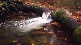 Relaxing Bible verse (Mark 10) (NIV)