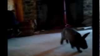 Ultimate Binky - slo-mo compilation