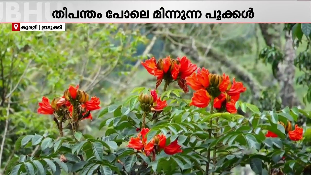 ഇടുക്കിയുടെ 'സ്പാത്തോടിയ' ഭംഗി..തീപ്പൊരി പോലെ തിളങ്ങുന്ന മലനിരകൾ