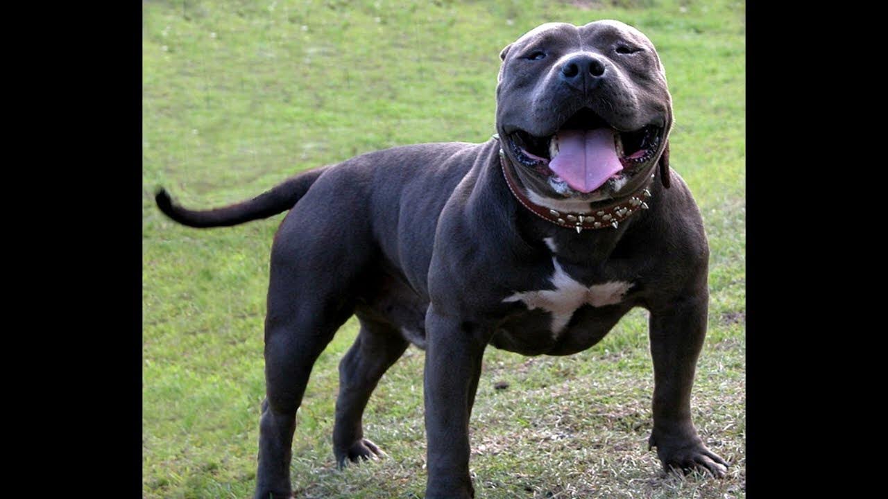 Бандог собака. Американский питбуль мастиф. Американский бандог. Американский бандог. Бандог мастиф.