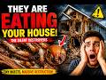 Inside the Secret World of Termites | Silent Destroyers
