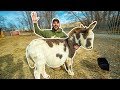 I Bought MINI DONKEYS for My BACKYARD FARM!!!