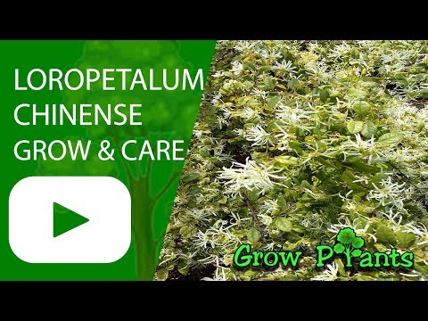 Loropetalum chinense - grow and care (Fringe flower)