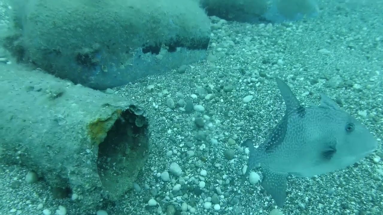 Pigfish, Mediterranean Sea, Turkey. 