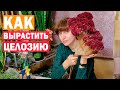 Как привально вырастить? Целозия гребенчатая выращивание из семян! Посев.