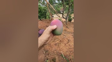 Esse truque vai fazer os frutos da sua arvore nascerem logo!!