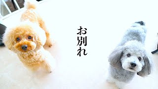🐶犬達お別れのときがやってきた。また会う日まで。【トイプードルのグリィ】【犬】【dog】【toy poodle】