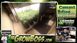 HempWithGG- amazing garden