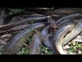 Amazing bamboo trap fishing at kandal  traditional awesome documentary fishing bamboo traping