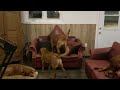 Red fox labrador retriever - Elevage labrador Red fox - Janis et le sofa