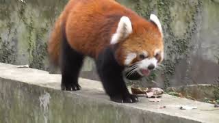 Red Panda jump