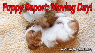 Puppy Report: Moving Day!