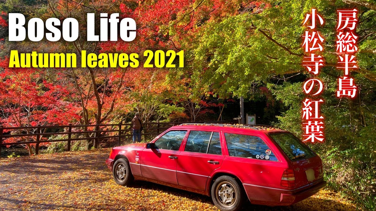 【房総グルメ】韓国料理 「大長今デヂャングム」おすすめ紅葉スポット【 小松寺 】| 紅葉 Autumn color  (Chiba Japan) |