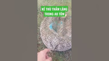 Hàu chỉ trong ao tôm, nguyên nhân kiềm thấp #shorts