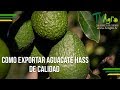 Como Exportar Aguacate Hass de Calidad - TvAgro por Juan Gonzalo Angel