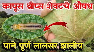 कापूस थ्रीप्स नियंत्रण / कापूस लाल्या रोग नियंत्रण / Kapus thrips Niyantran (kapus lalya rog)