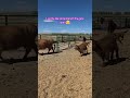 Time to explore the pasture! #cow #ranchlife #farmlife #scottishfold #babyanimals #farming