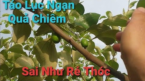Táo Lục Ngạn Quả Chiêm Sai Như Quả Mùa l Núi Đồi Lục Ngạn