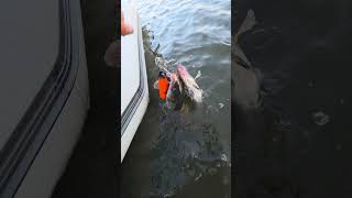 “Холодна вода — гарячий кльов!” – ловля на глибині з ехолотом #рибалка #fishing #спінінг #судак