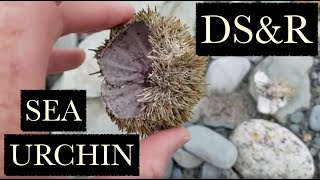 Beachcombing, Shelling & Rockhounding Tor Bay, Nova Scotia Canada - We Find a Message in a Bottle!