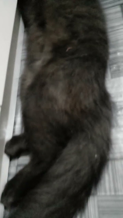 FINALLY 'KIMMO' THE BLACK CAT #blackcat WAKES UP FROM HIS BEAUTIFUL DREAM