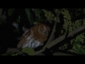 Oriental Scops Owl (Otus sunia)
