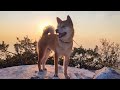 Relaxing walk with Bisho Go Oaza Shiby 🦊 Shiba inu🐶