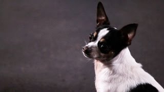 How to Teach a Chihuahua Tricks | Dog Tricks