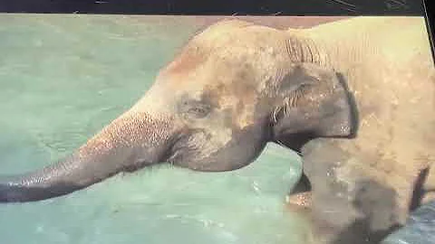 Elephants-Ashley Zoo