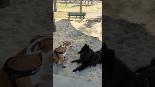 How Good Is A Belgian Shepherds Temperament?