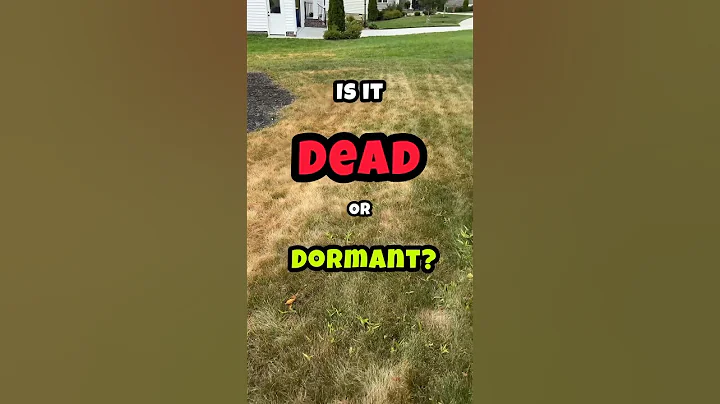 Is Your Grass Dormant or Dead? #shorts #lawn