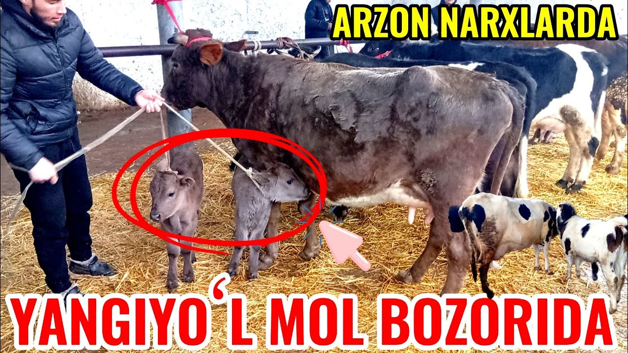 YANGIYOʻL MOL BOZORIDA ONA -BOLA SIGIRLAR NARXLARI BILAN TANISHAMIZ 🐄🐄🐄🐄