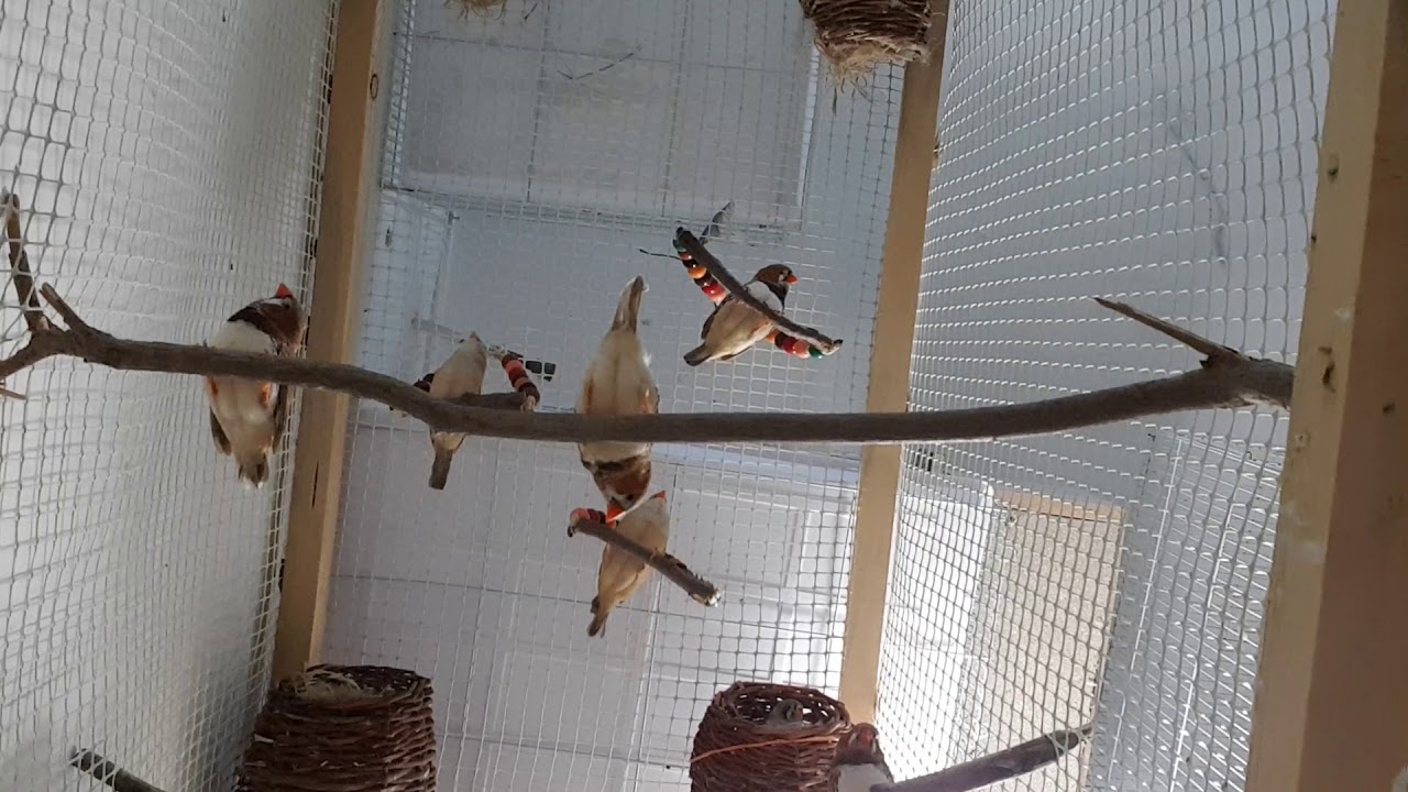 Finch birds having fun (swinging and singing) YouTube